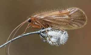 Личинка ручейника для рыбалки: где найти и как добыть