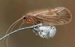 Личинка ручейника для рыбалки: где найти и как добыть