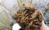 Драга для ловли раков своими руками