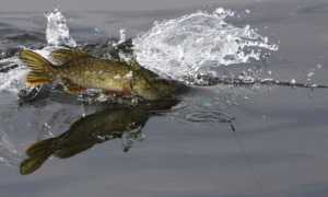 В какую погоду лучше ловить щуку — оптимальное давление, ветер, дождь, температура…