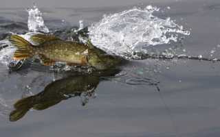 В какую погоду лучше ловить щуку — оптимальное давление, ветер, дождь, температура…