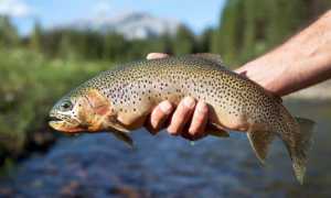 Как ловить форель на платниках осенью: поиск, снасти, на что ловить