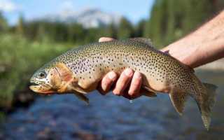 Как ловить форель на платниках осенью: поиск, снасти, на что ловить