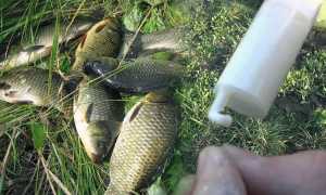 Болтушка из манки и другие способы приготовить манку для рыбалки