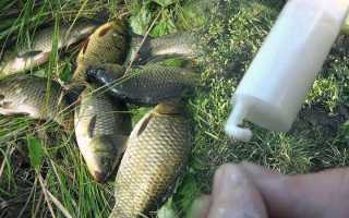 Болтушка из манки и другие способы приготовить манку для рыбалки