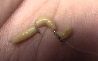 Как опарыша насадить на крючок и одеть на мормышку — наглядное фото