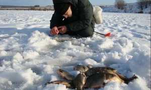 Секреты ловли карася зимой со льда: поиск на пруду и реке, сбор снасти, на что клюет