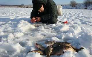Секреты ловли карася зимой со льда: поиск на пруду и реке, сбор снасти, на что клюет