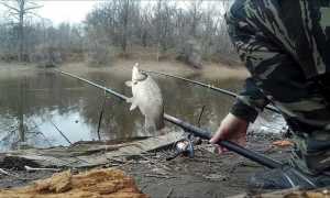 Ловля карася в весеннее время на поплавочную удочку