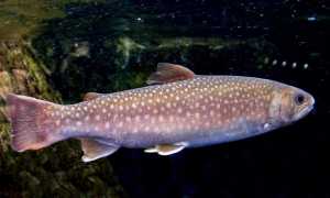 Рыба кунджа — описание, повадки, ареал обитания и рыбалка