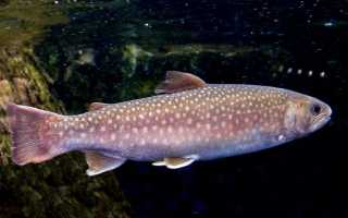 Рыба кунджа — описание, повадки, ареал обитания и рыбалка