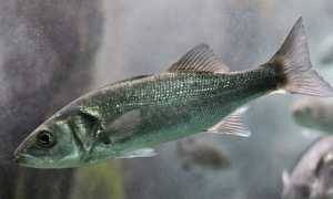 Что нужно знать про рыбу сибас: как выглядит и как приготовить морской волк