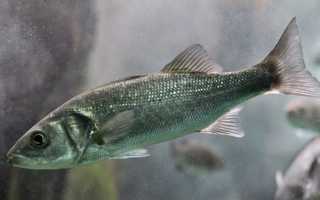 Что нужно знать про рыбу сибас: как выглядит и как приготовить морской волк