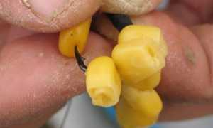 Ловля карпа на кукурузу: правильно сварить, насадить и ловить