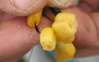 Ловля карпа на кукурузу: правильно сварить, насадить и ловить