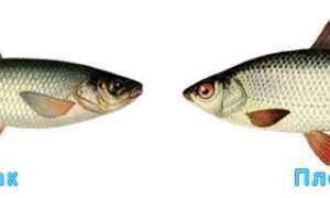 Что за рыба чебак, фото, где обитает и в чем отличие от плотвы