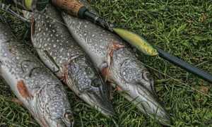 Рыбалка на Волге осенью: лучшие места, календарь, отчеты о рыбалке 2025 года