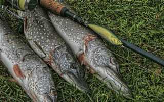 Рыбалка на Волге осенью: лучшие места, календарь, отчеты о рыбалке 2025 года