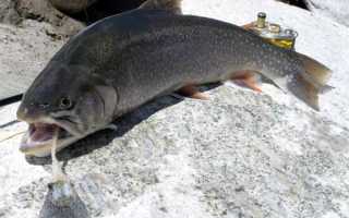 Зимняя рыбалка в Якутии — сезон 2025 годов открыт