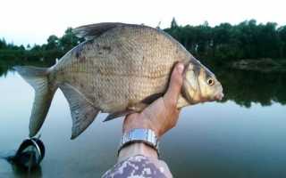 Рыбалка в Астрахани и Астраханской области в зависимости от сезона