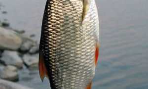 Летняя и зимняя рыбалка в Новгородской области