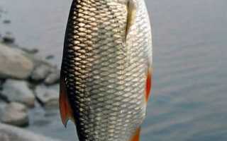 Летняя и зимняя рыбалка в Новгородской области