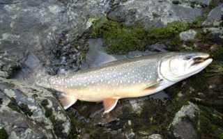 Рыба голец — фото и описание, где обитает, как ловить и готовить