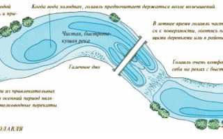 Ловля голавля осенью — лучшие снасти, приманки, наживки в сентябре, октябре, ноябре