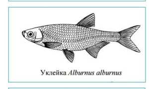 Рыба верхоплавка: фото и описание, отличие от уклейки, на что ловить