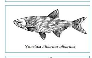 Рыба верхоплавка: фото и описание, отличие от уклейки, на что ловить