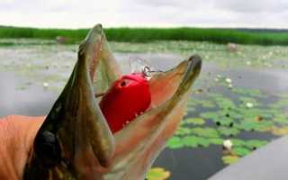 Ловля щуки на спиннинг летом — поиск, приманки, календарь клева