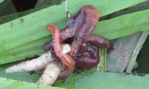 Как развести червей для рыбалки в домашних условиях