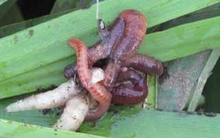 Как развести червей для рыбалки в домашних условиях