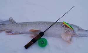Выбор удочки для зимней рыбалки, лучшие удильники для подледного лова