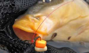 Как сделать и хранить ферментированную кукурузу для рыбалки