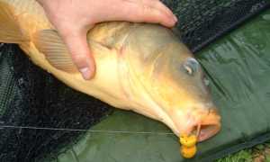 Кукуруза для рыбалки: приготовление, как варить, насаживать и ловить на зерна