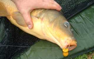 Кукуруза для рыбалки: приготовление, как варить, насаживать и ловить на зерна