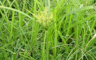 Тигровый орех для ловли карпа: как приготовить самостоятельно и что купить?