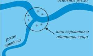 Ловля леща и подлещика зимой со льда днем и ночью: снасти, где искать, на что ловить