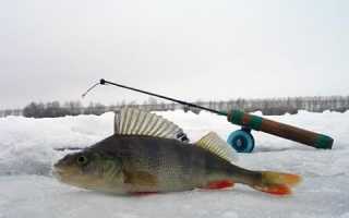 Ловля на черта зимой: как привязать мормышку, техника и советы по ловле рыбы