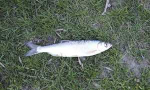 Рыба шемая: фото и описание, где водится, вкусовые качества