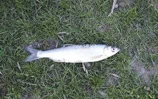 Рыба шемая: фото и описание, где водится, вкусовые качества