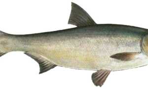 Что за рыба толстолобик, как поймать и как вкусно приготовить рыбу