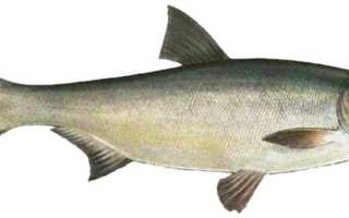 Что за рыба толстолобик, как поймать и как вкусно приготовить рыбу