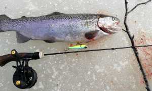 Ловля форели на ратлины зимой, лучшие вибы для ловли радужки со льда