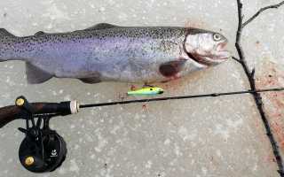 Ловля форели на ратлины зимой, лучшие вибы для ловли радужки со льда