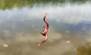 Как правильно насадить червя на крючок — наглядное фото и видео