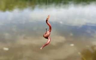 Как правильно насадить червя на крючок — наглядное фото и видео