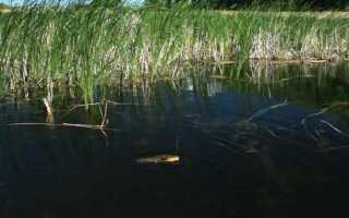 Ловля линя на поплавочную удочку — поиск, тактика, оснастка