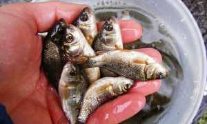 Как насадить живца на крючок, двойник, тройник — фото и советы